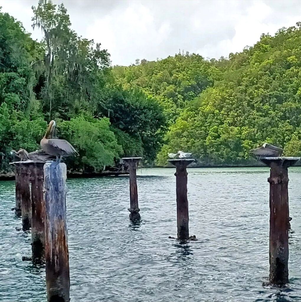 Aves en el Parque Nacional Los Haitises durante el recorrido en barco