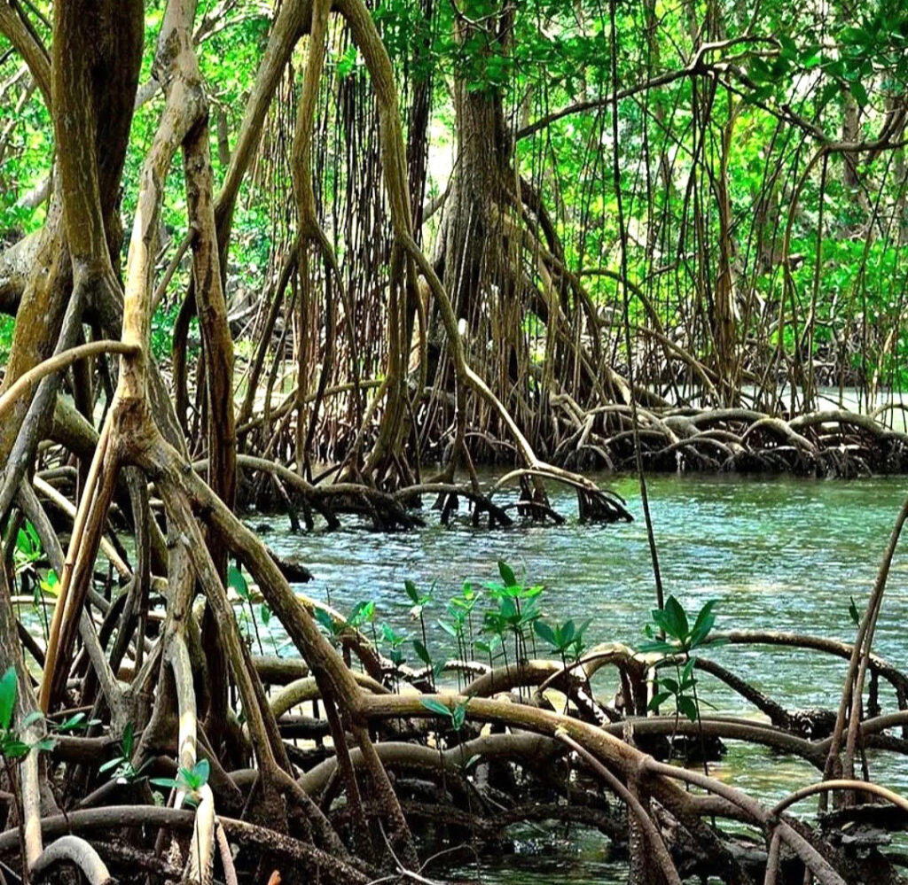 Manglares de Los Haitises y raíces entre aguas tropicales en Samaná
